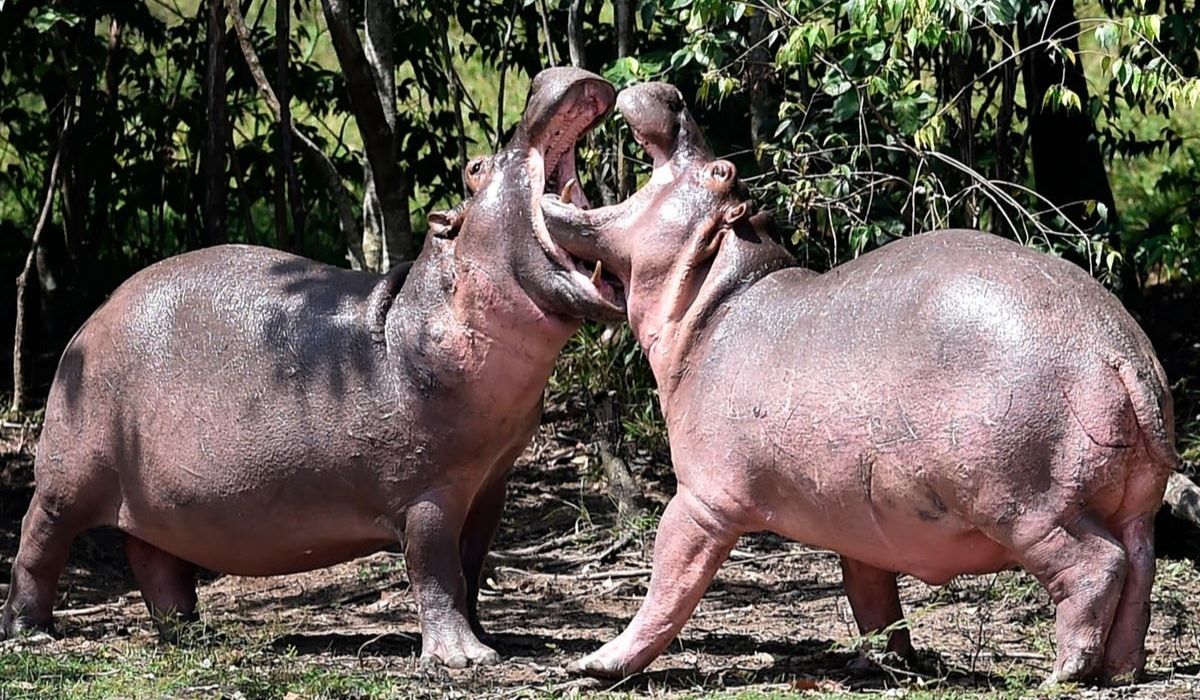Pablo Escabar Hippos
